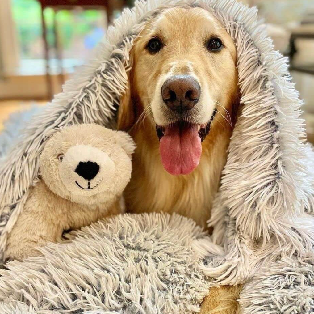 Dog with a teddy bear under a fluffy blanket